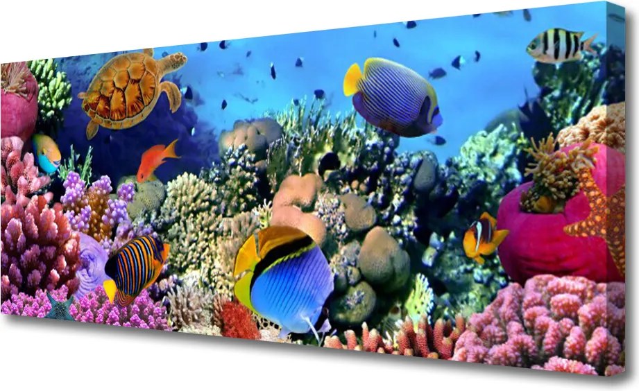 Obraz na płótnie Bogactwo Oceanicznej Rafy