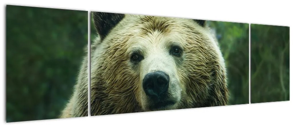 Obraz niedźwiedzia (170x50 cm)
