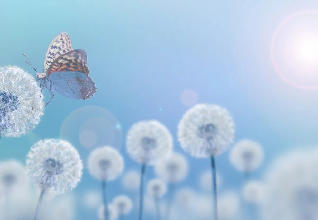 Fototapeta - Motyl w dmuchawcach (196x136 cm)