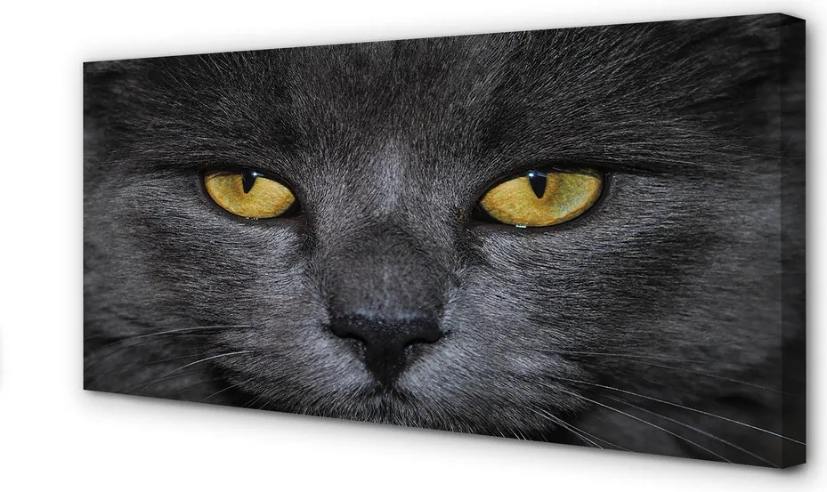 Obraz na płótnie Elegancki Czarny Kot