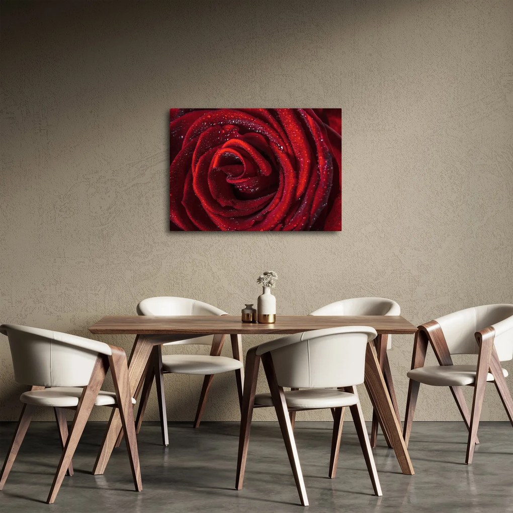 Obraz - Czerwona róża z kroplami rosy (70x50 cm)