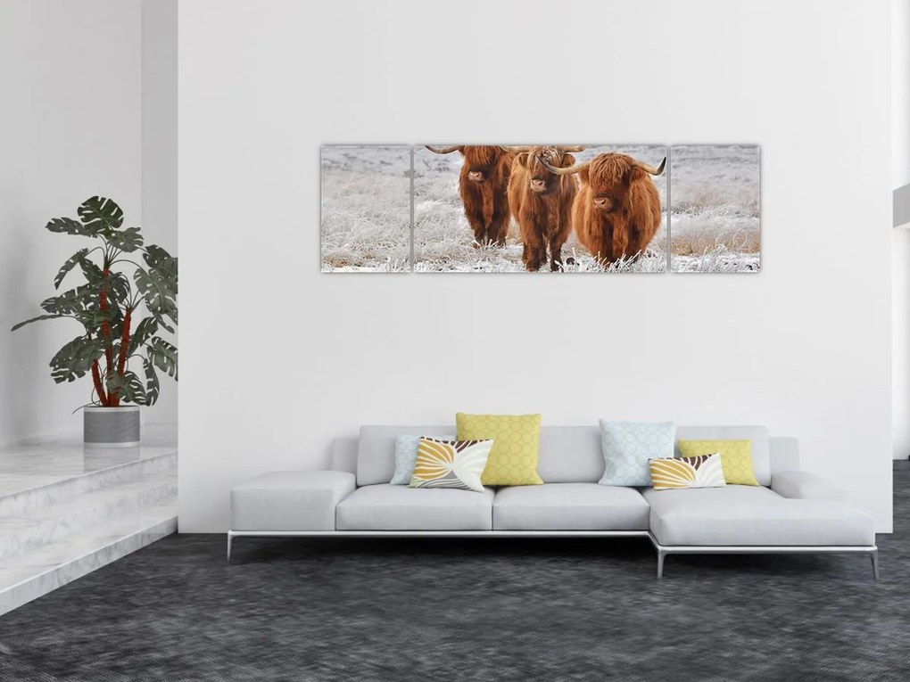 Obraz - Szkockie krowy (170x50 cm)