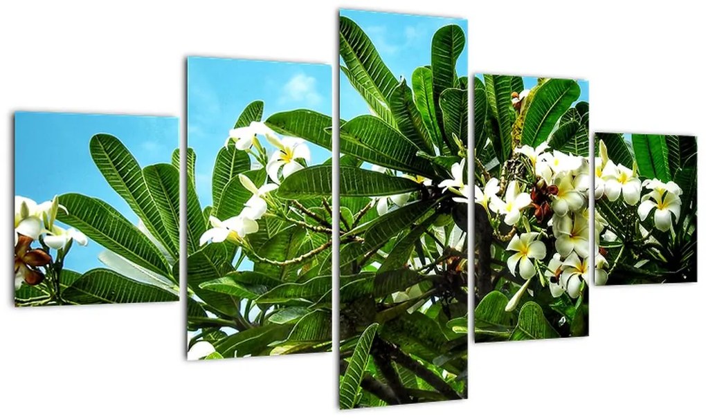 Obraz - Plumeria (125x70 cm)