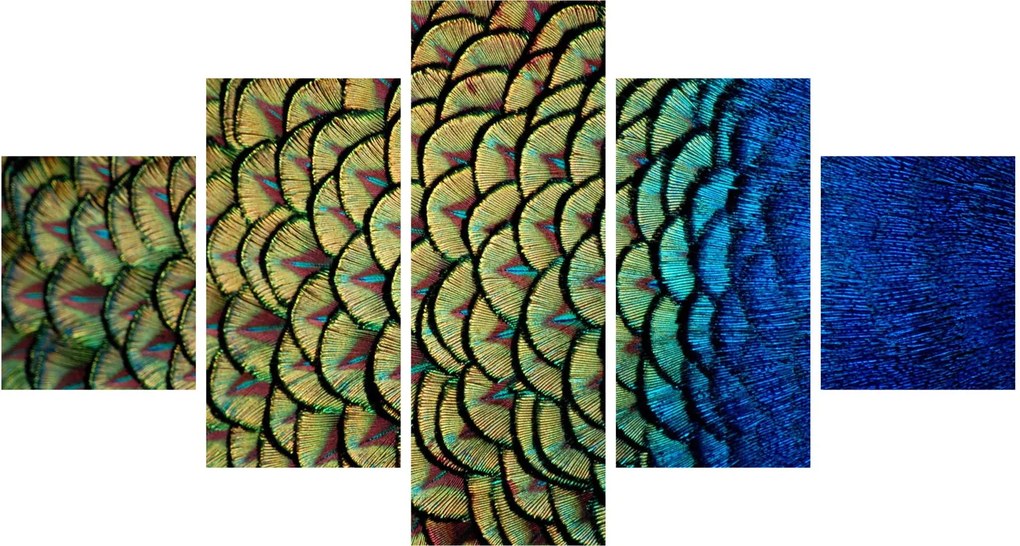 Obraz - Pawie pióra (125x70 cm)