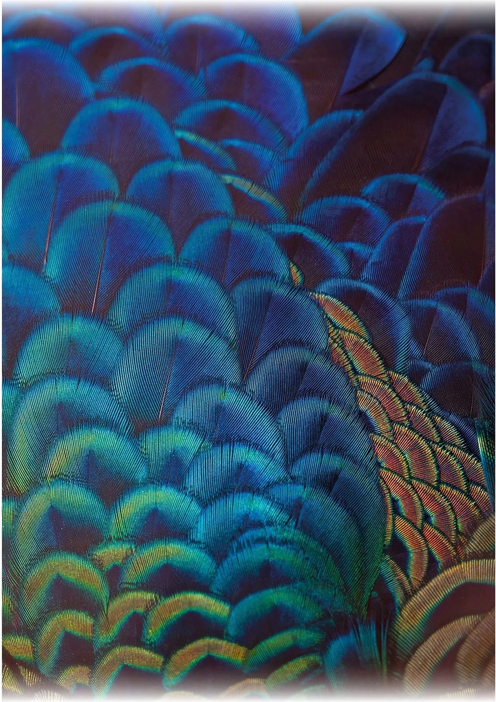 Obraz na płótnie Multicolor Feathers