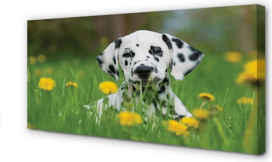 Obraz drukowany na płótnie Pies na Łące