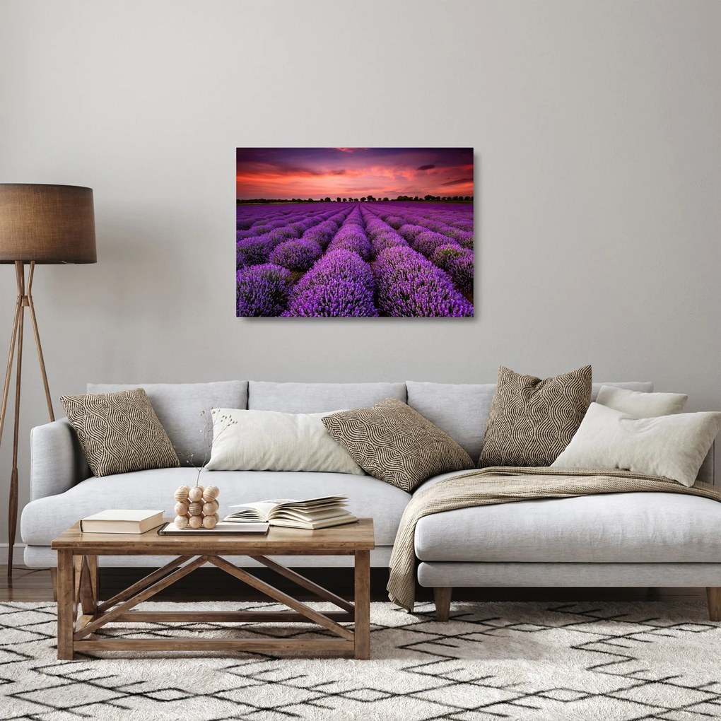 Obraz na szkle - Pole lawendy (70x50 cm)