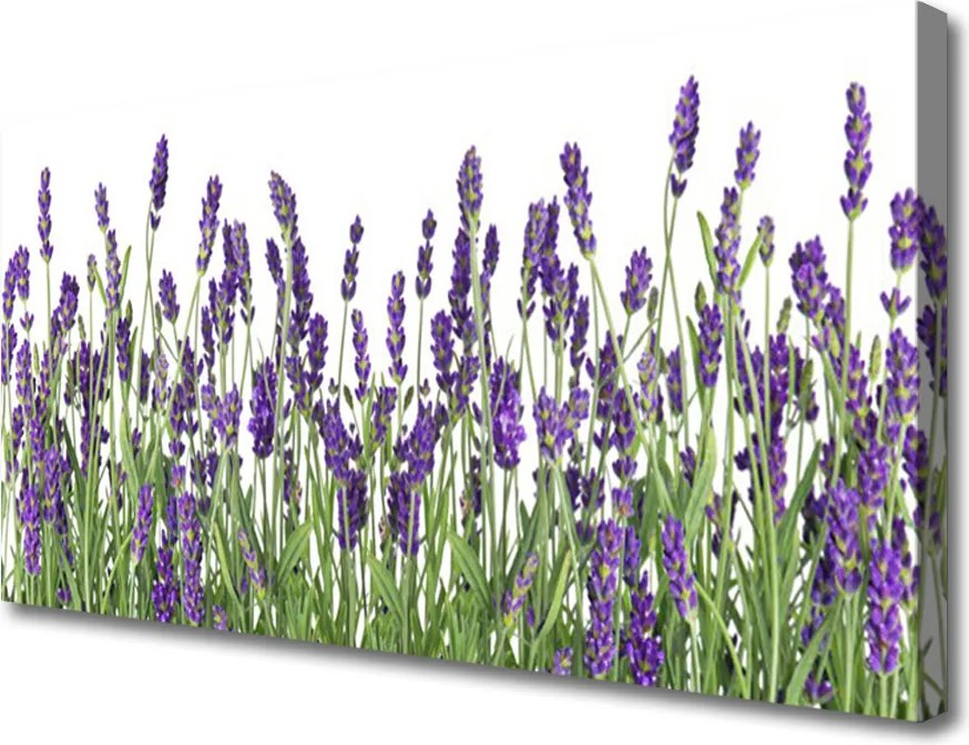 Obraz drukowany na płótnie Elegancja Polnych Roślin