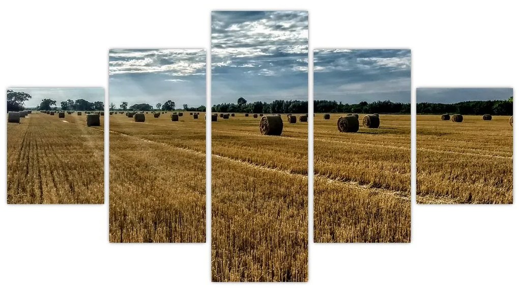 Obraz zebranego pola zboża (125x70 cm)