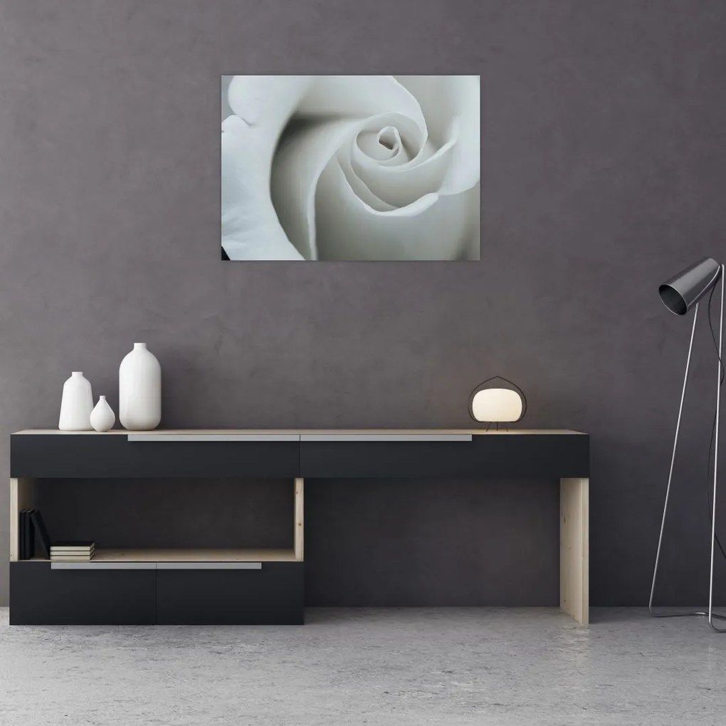 Obraz na szkle - Biała róża (70x50 cm)