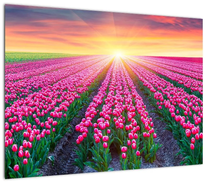 Obraz pole tulipanów ze słońcem (70x50 cm)
