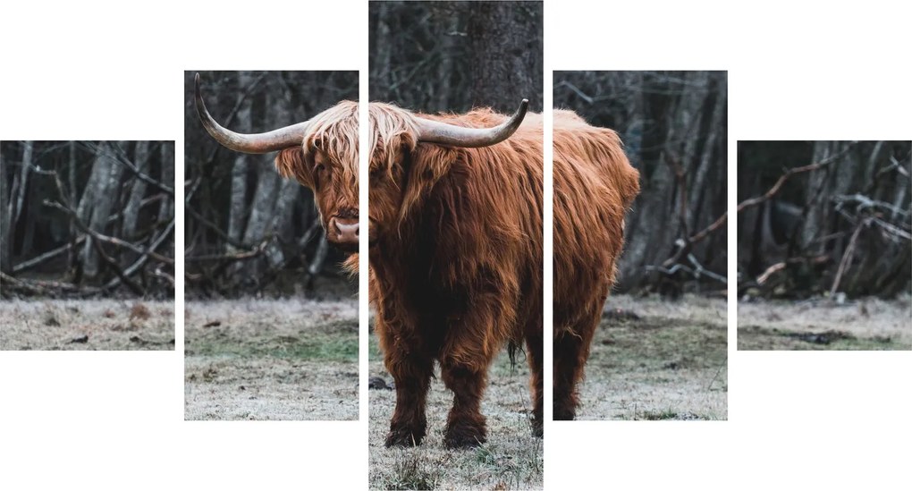Obraz - Szkocka krowa 2 (125x70 cm)
