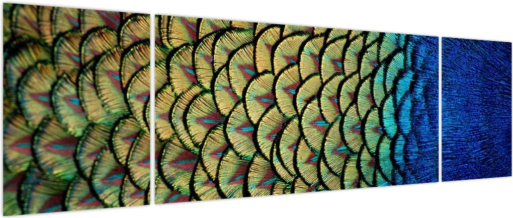 Obraz - Pawie pióra (170x50 cm)