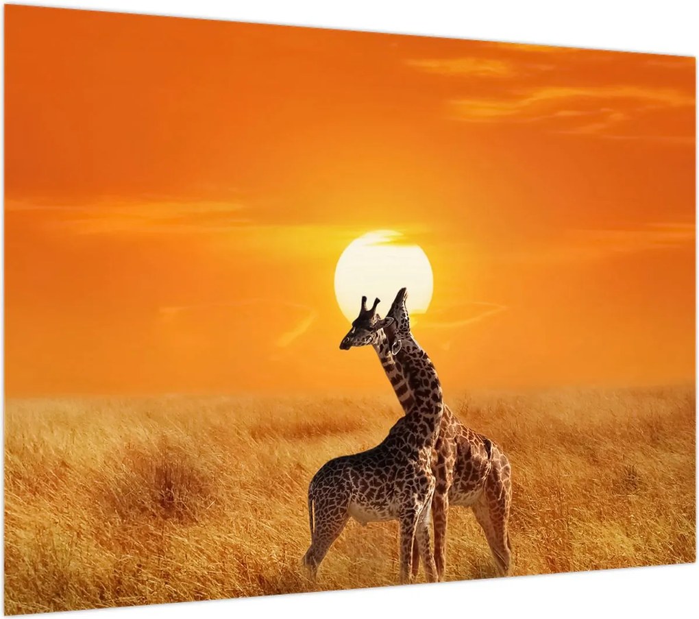Obraz - Żyrafy w Parku Narodowym Serengeti (70x50 cm)