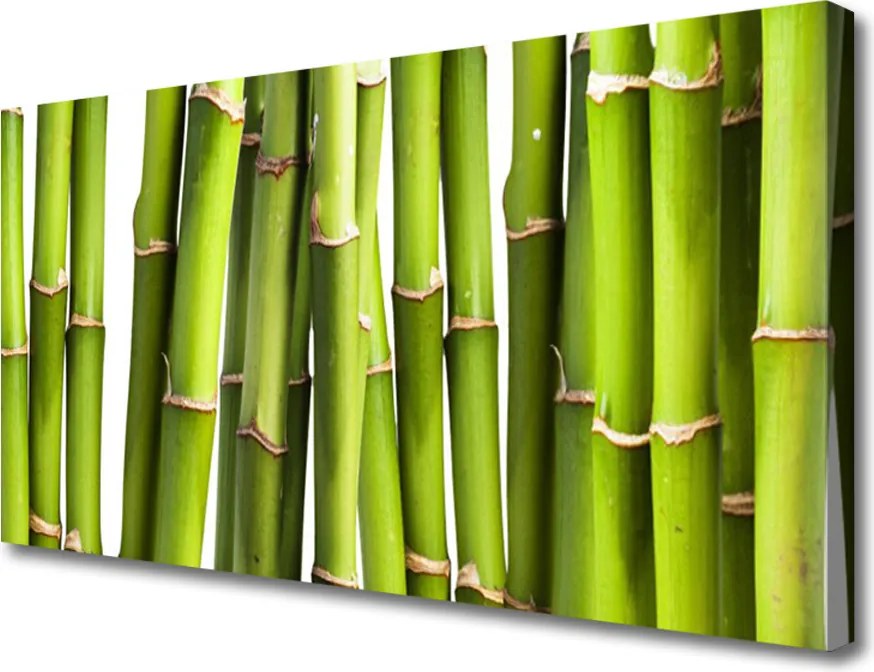 Obraz canvas Świeże Pędy Zielonego Bambusa