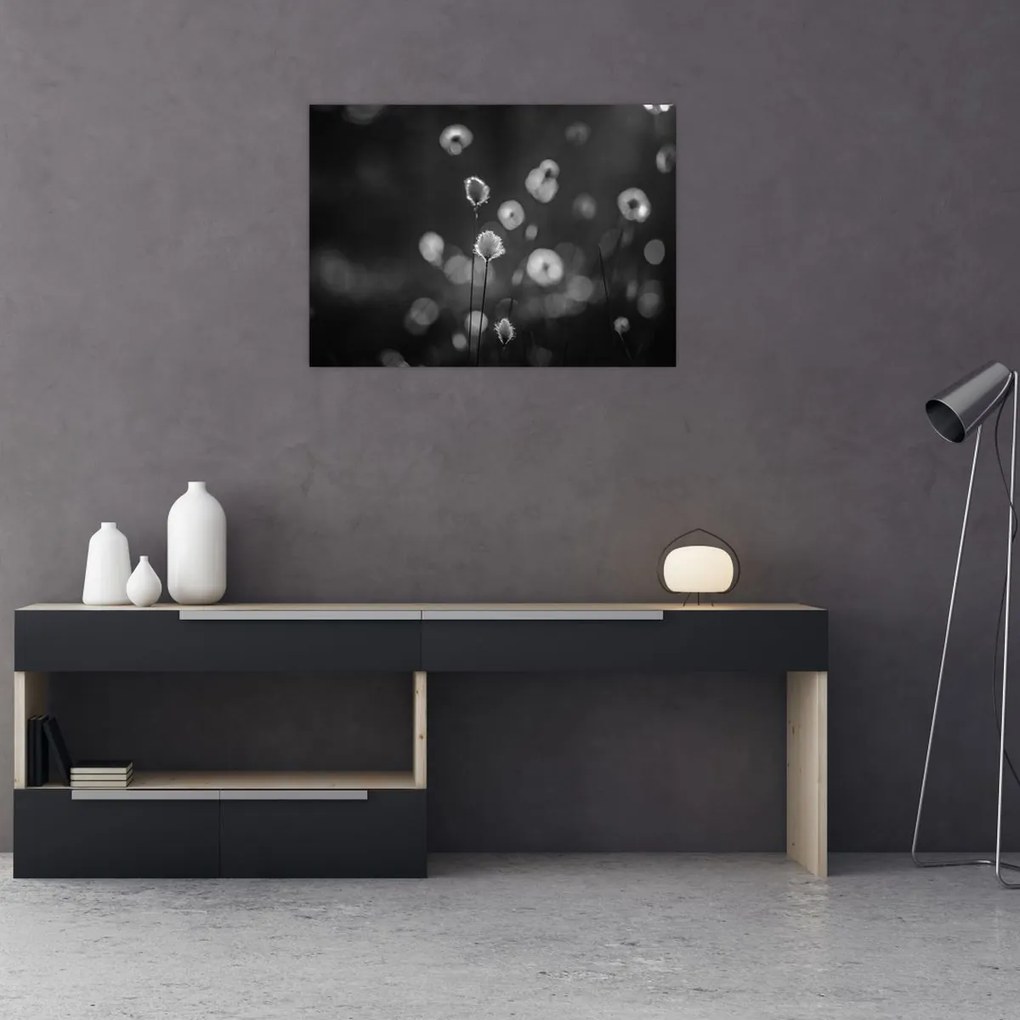 Obraz na szkle - Trawa bawełniana na łące (70x50 cm)
