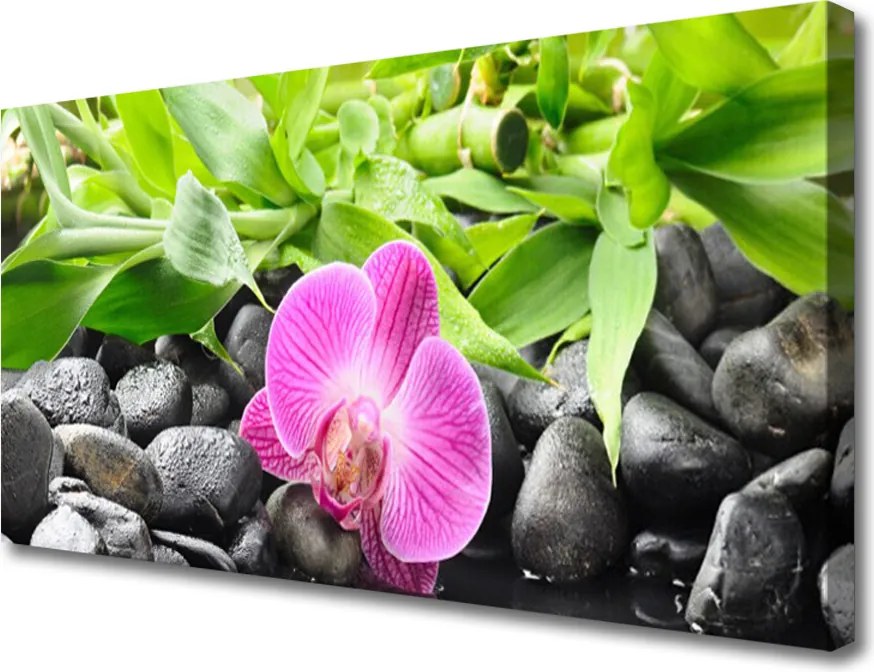 Obraz canvas Wyrafinowana Orchidea Doniczkowa