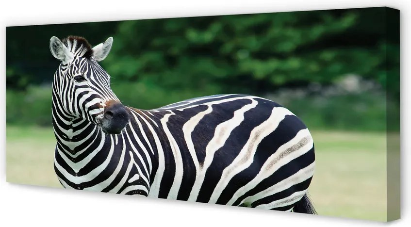 Zdjęcie na płótnie Zebra na Polu
