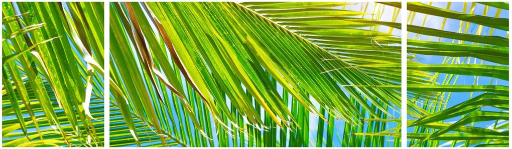 Obraz - Liście palmowe (170x50 cm)
