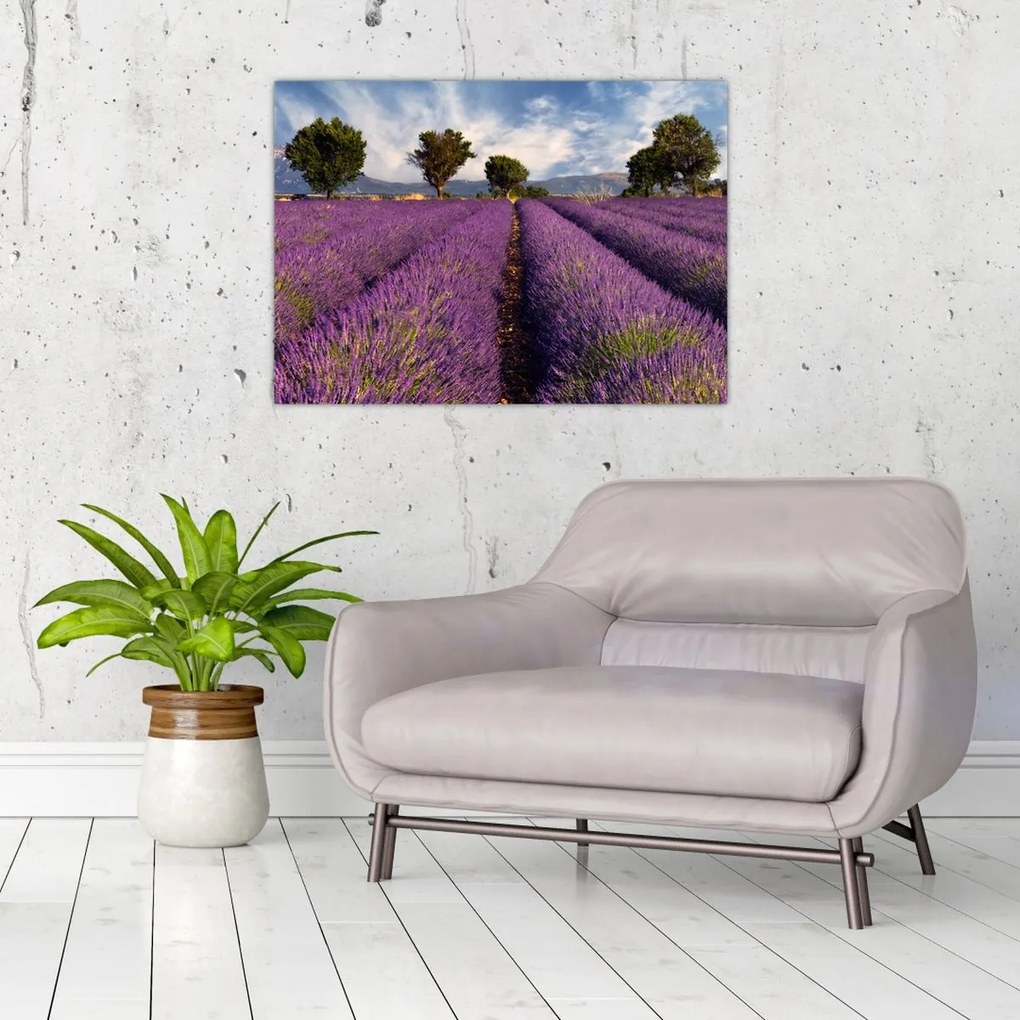Obraz - Pole lawendy i góry (70x50 cm)