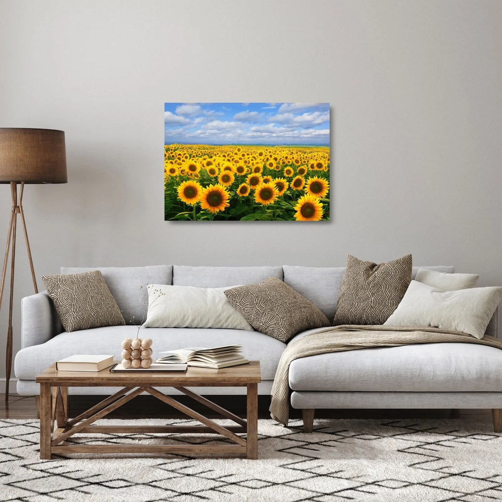 Obraz na szkle - pole słoneczników (70x50 cm)
