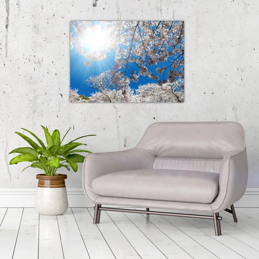 Obraz na szkle - Wiśniowe kwiaty (70x50 cm)