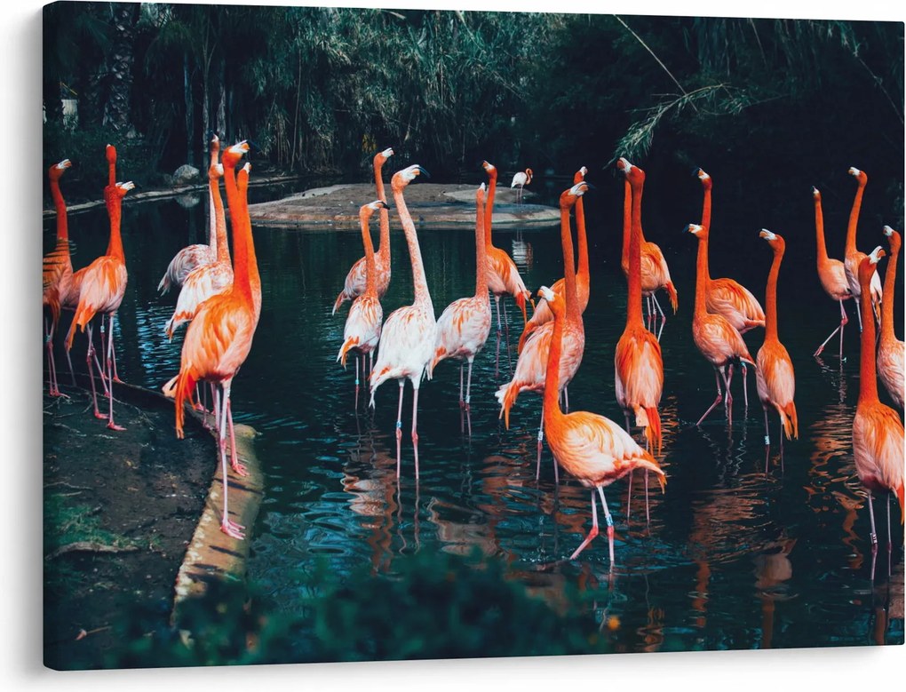 Obraz stada flamingów (70x50 cm)