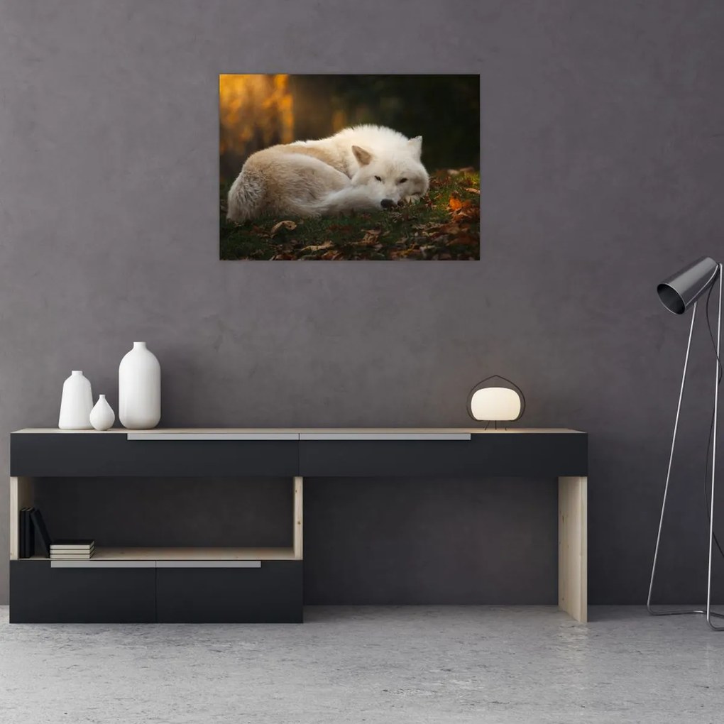 Obraz na szkle - Odpoczywający wilk (70x50 cm)