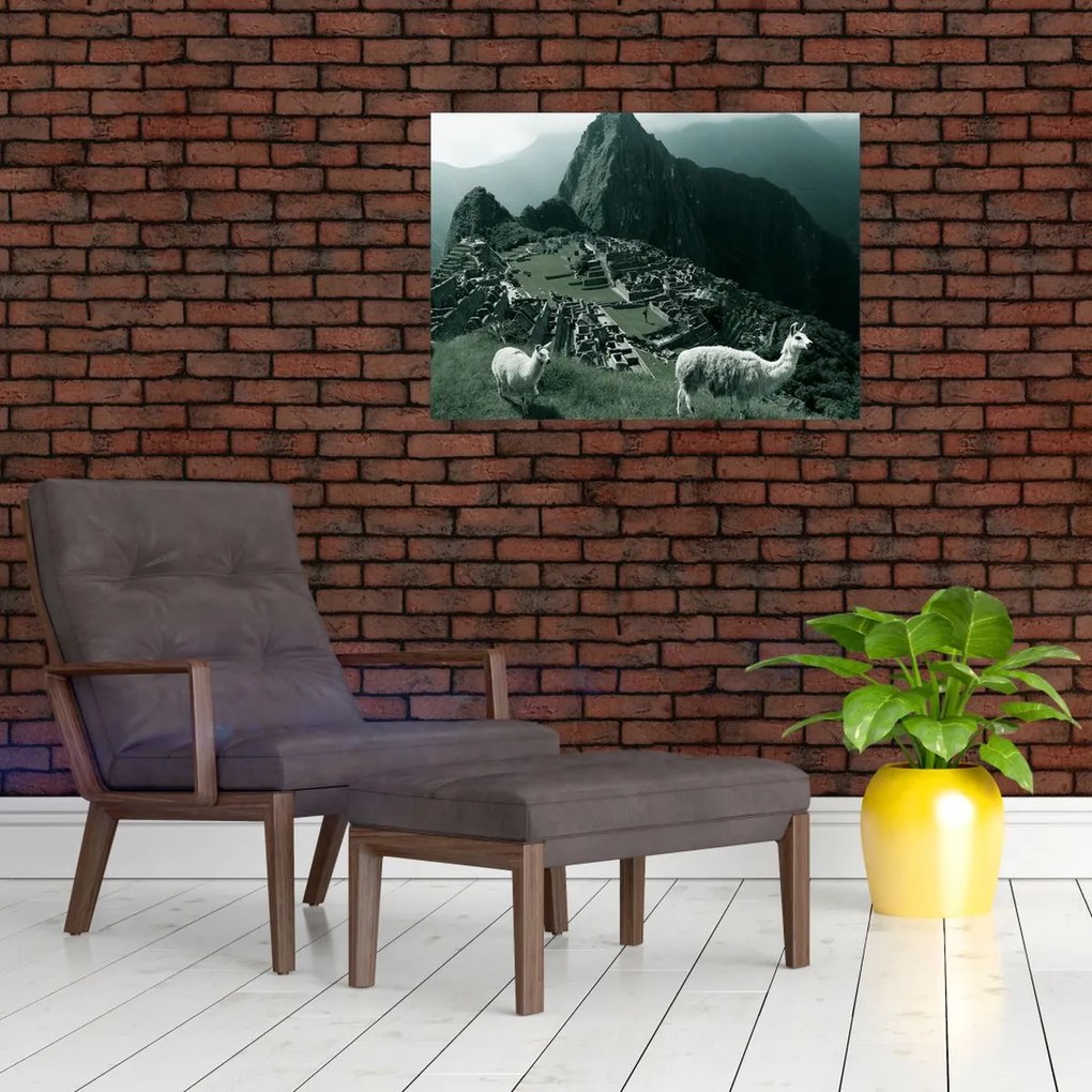 Obraz na szkle - Lamy w Machu Picchu w Peru (70x50 cm)