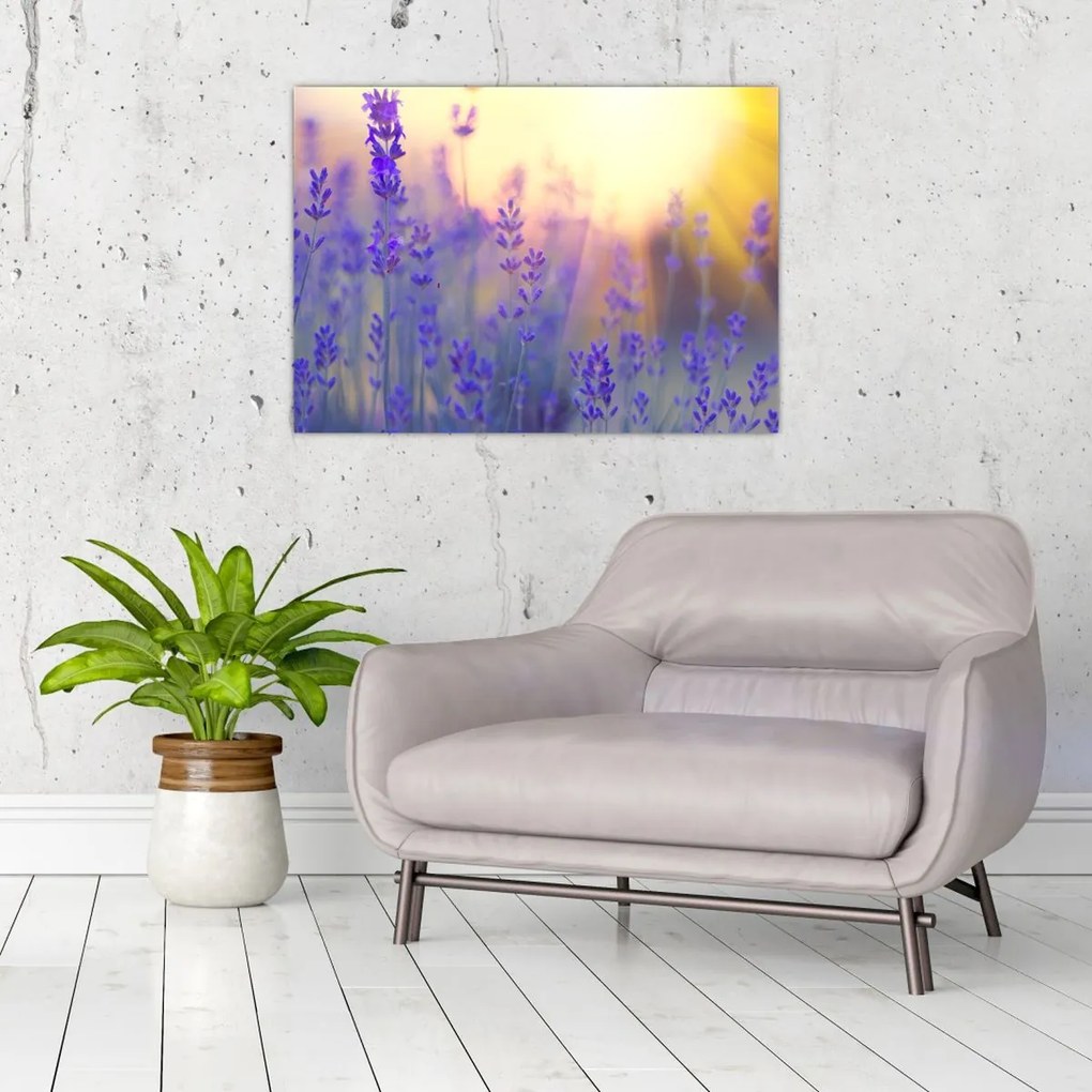 Obraz - Lawenda (70x50 cm)