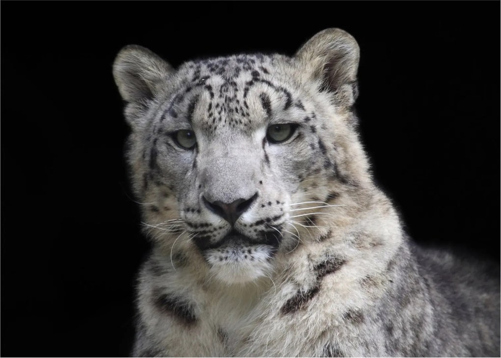 Obraz - Snow Leopard (70x50 cm)