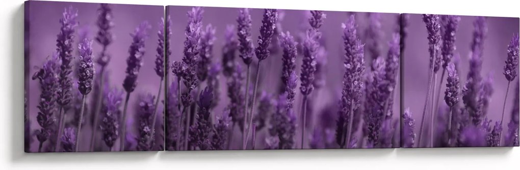 Obraz - Lawenda (170x50 cm)