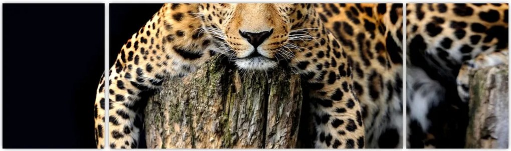 Obraz - Gepard (170x50 cm)