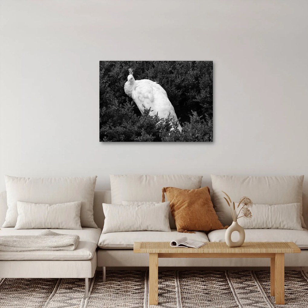 Obraz - Paw, czarno - biały (70x50 cm)