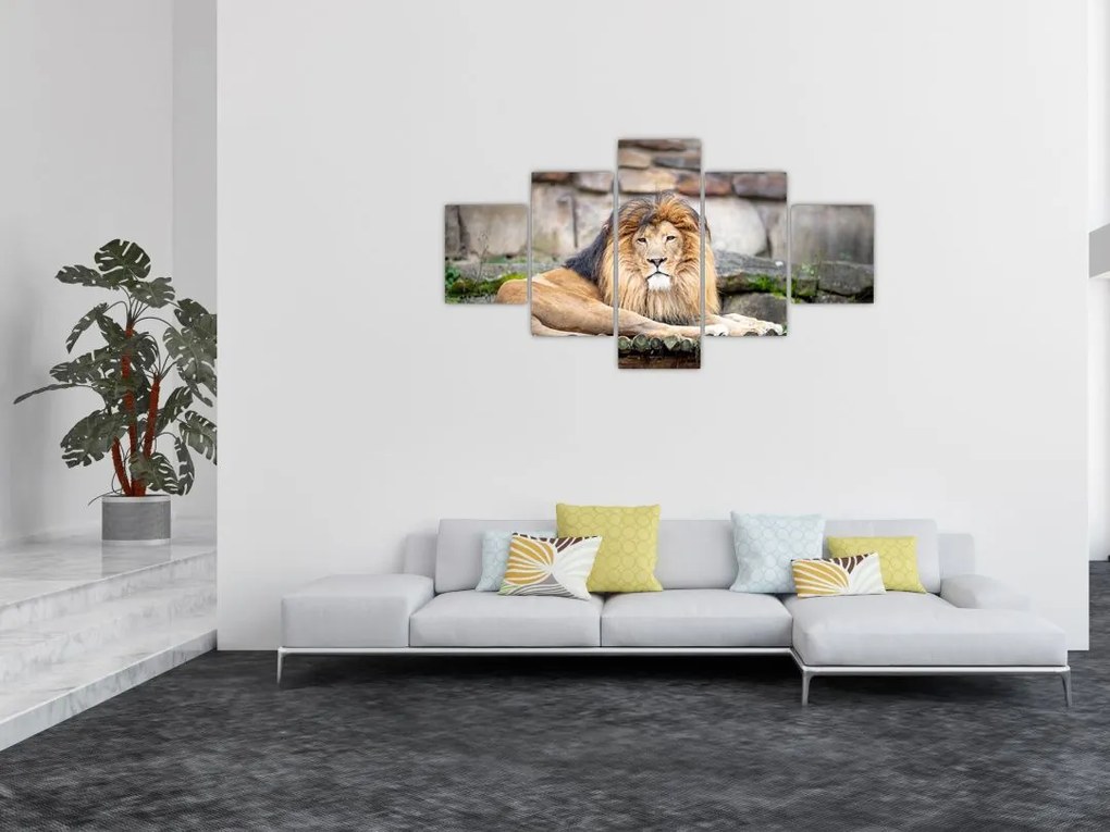 Obraz lwa (125x70 cm)