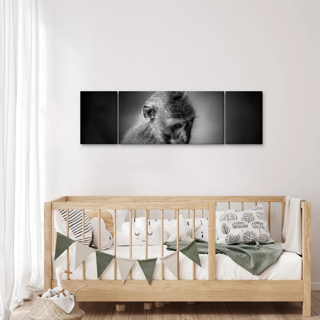 Obraz - Małpa (170x50 cm)