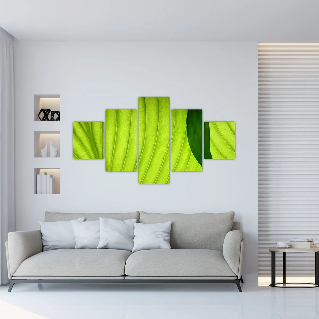 Obraz - Szczegół zielonego liścia (125x70 cm)