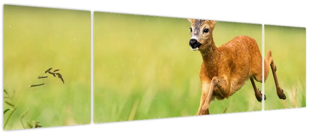 Obraz - Sarna (170x50 cm)
