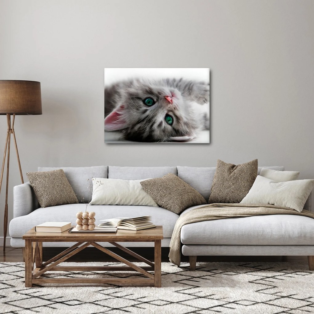 Obraz - Kot z zielonymi oczami (70x50 cm)