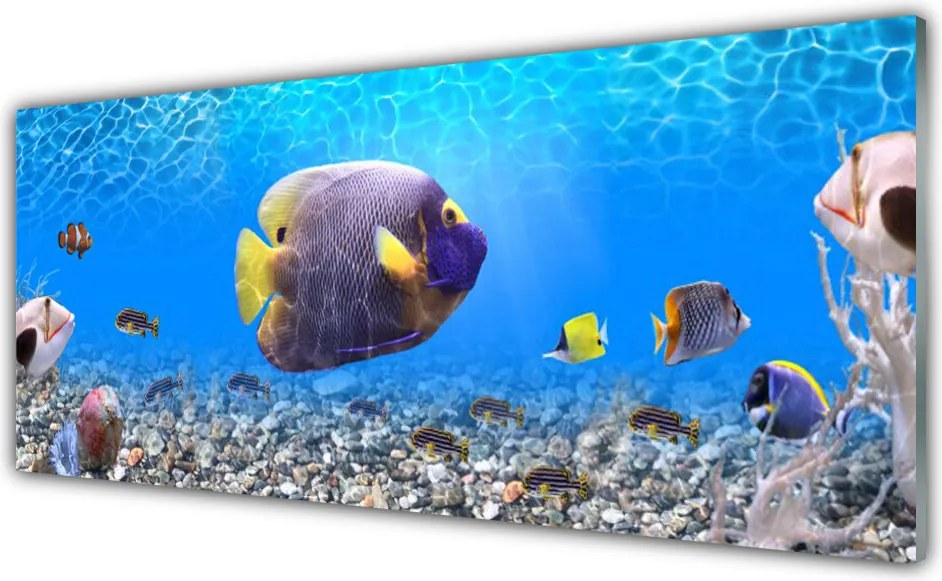 Panel Kuchenny Złota Rybka w Tonii