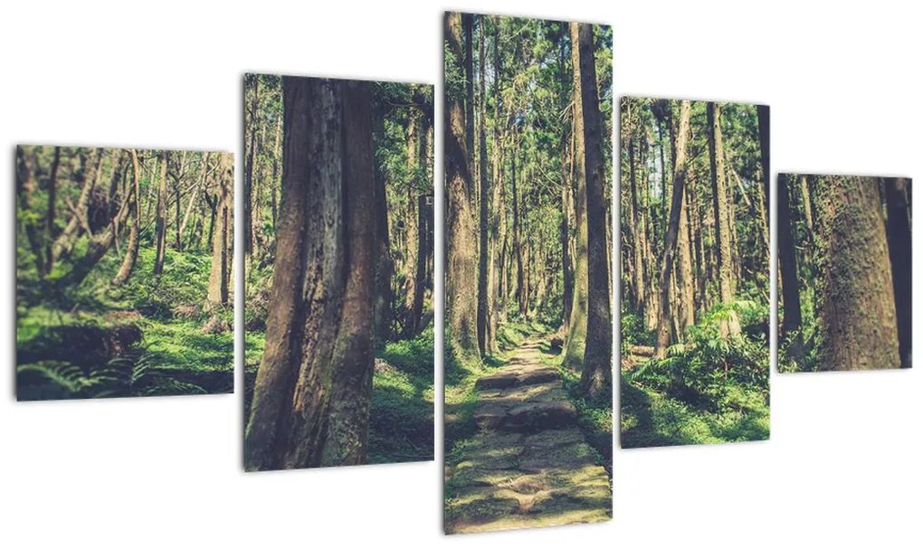 Obraz ścieżki pomiędzy drzewami (125x70 cm)