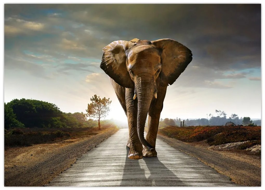 Obraz na szkle słonia (70x50 cm)