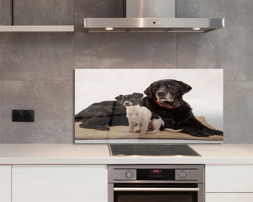 Szklany Panel Odpoczywająca Para Psów