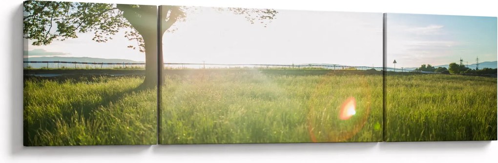Obraz drzewa na polu (170x50 cm)
