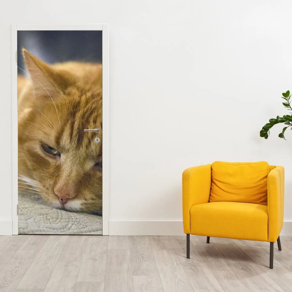 Fototapeta na drzwi - Koty (95x205cm)