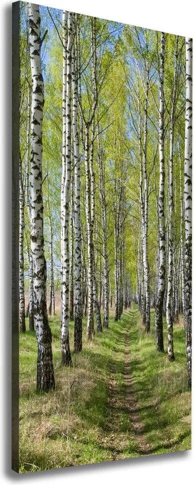 Foto obraz canvas pionowy Las brzozowy
