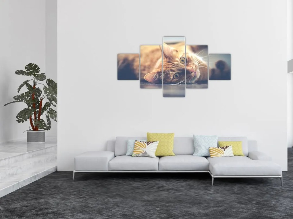 Obraz kota na podłodze (125x70 cm)