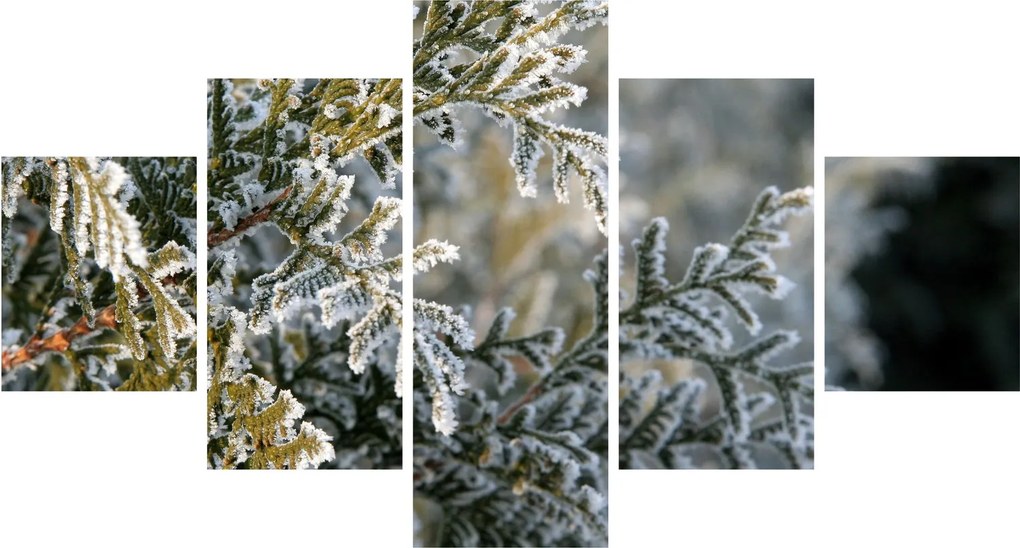Obraz - Detal gałęzi (125x70 cm)