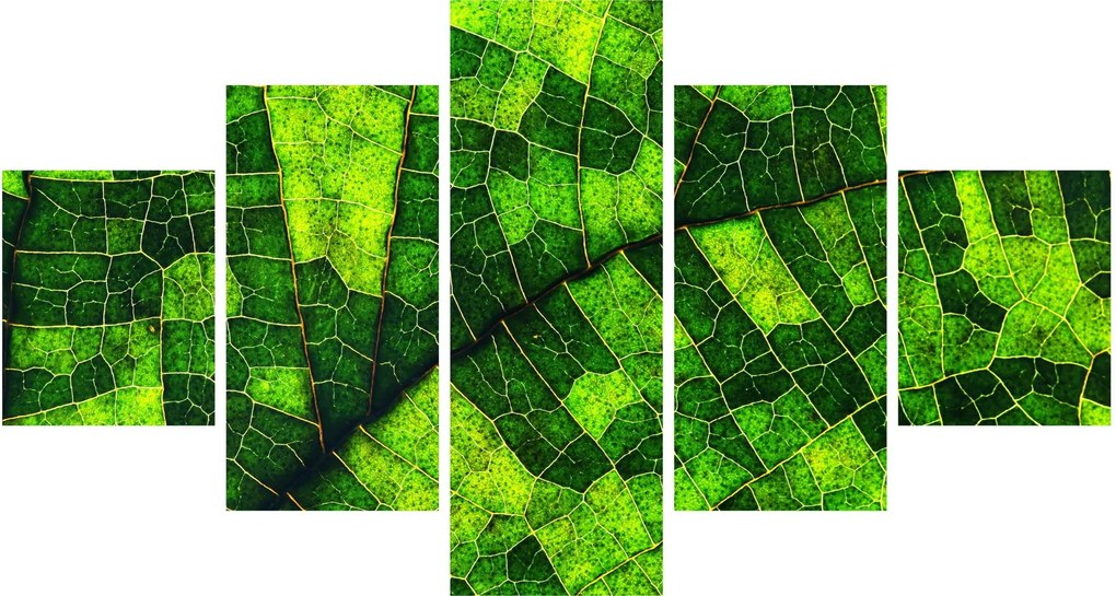 Obraz - Detal liścia (125x70 cm)