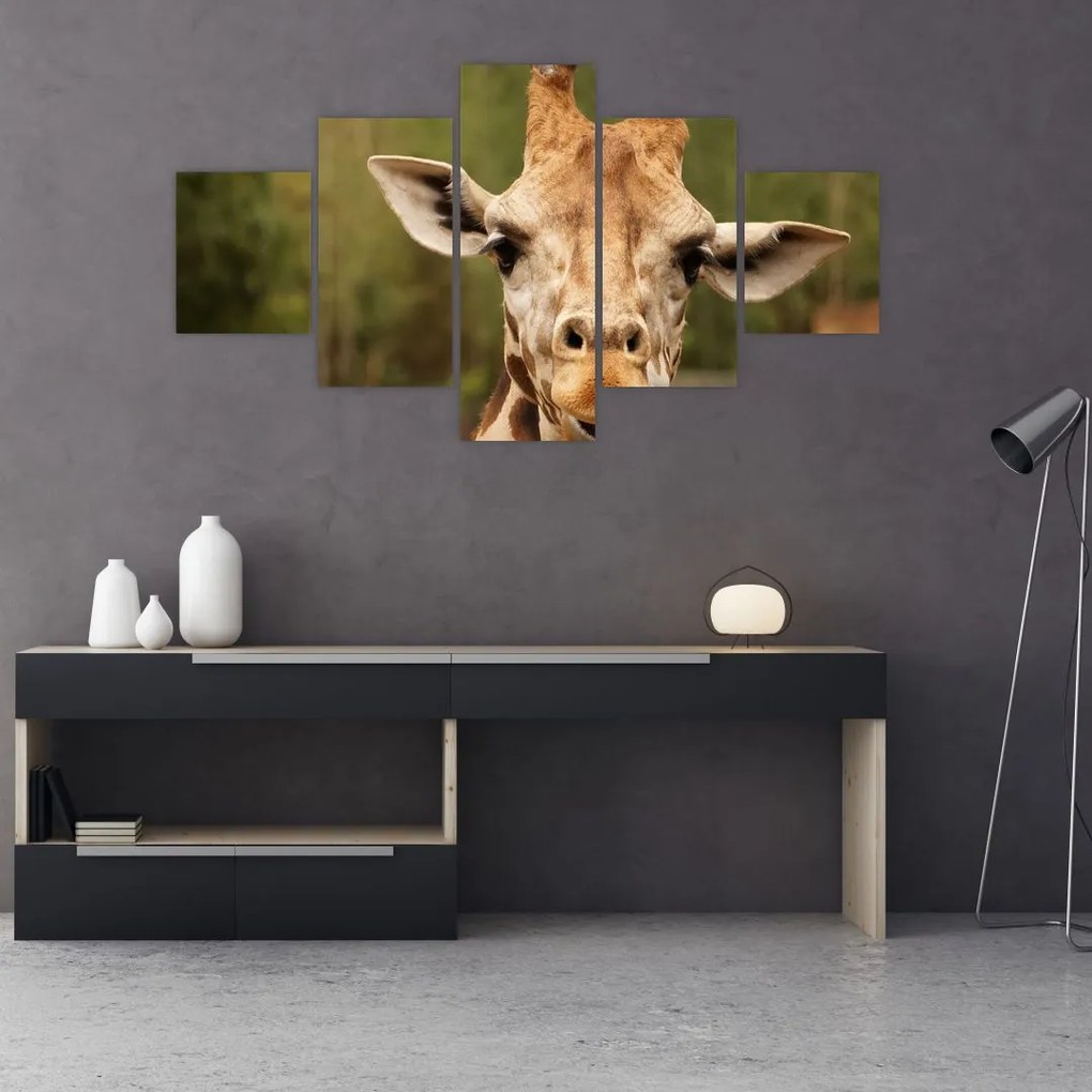 Obraz żyrafy (125x70 cm)
